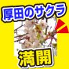 厚田・石狩の戸田記念公園の桜。