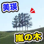 嵐の木、５本バージョン。北海道の美瑛町。