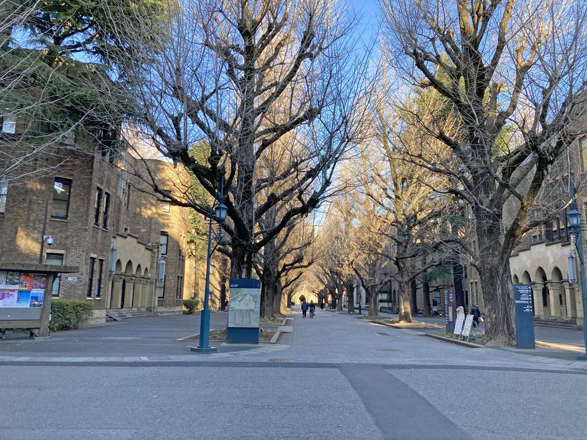 東京大学のイチョウ並木。今は2月28日。