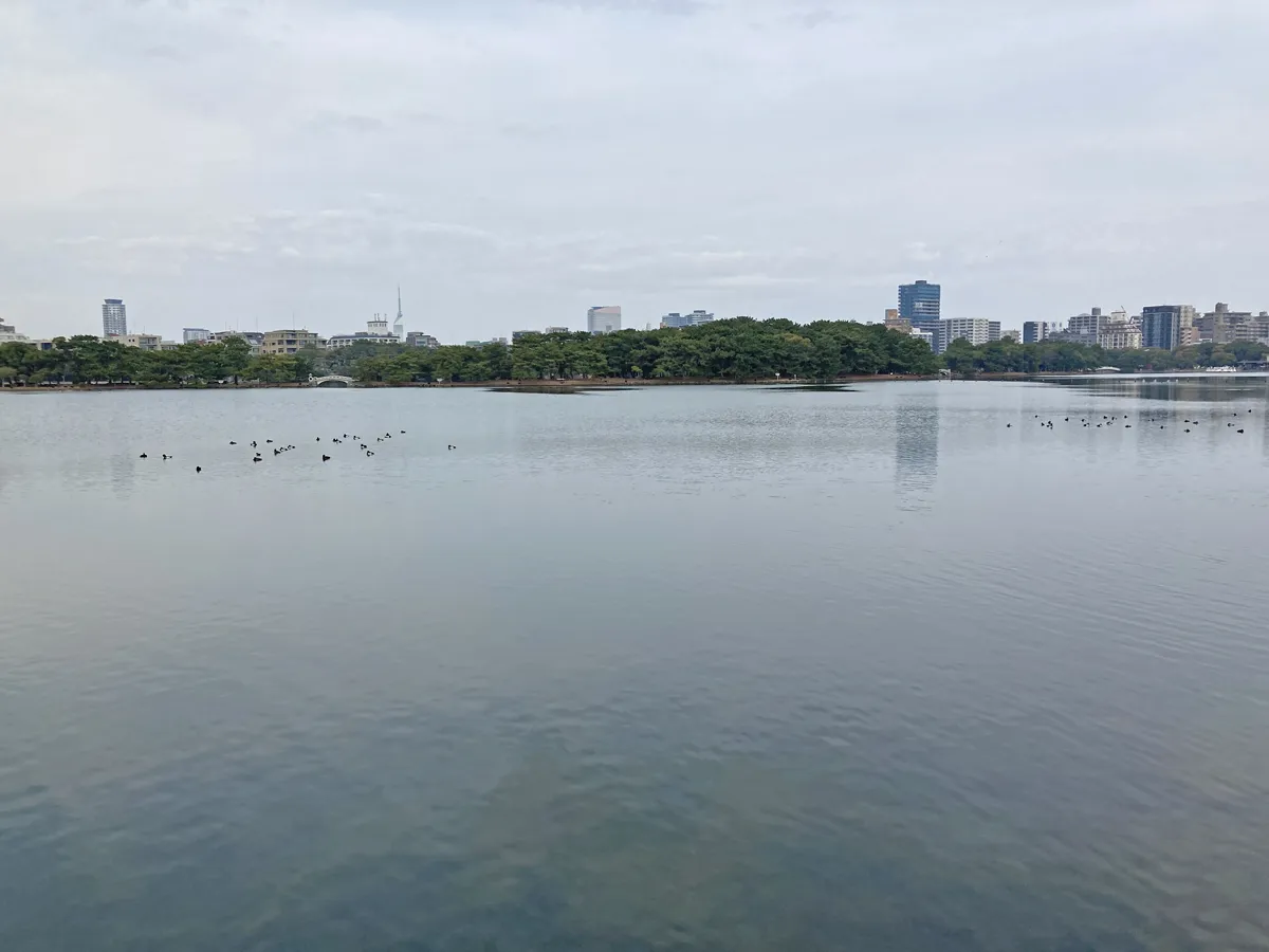 大濠公園の池には鴨がたくさん。