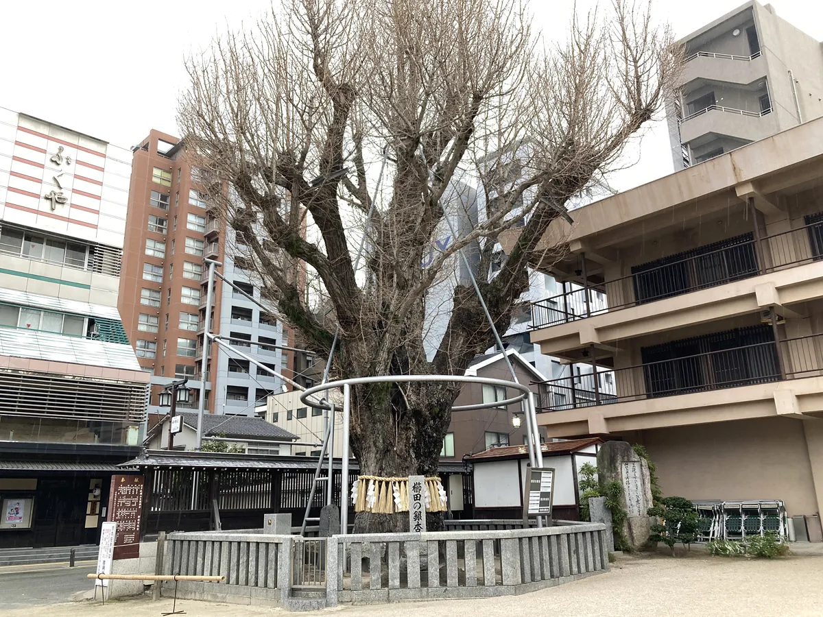銀杏の木が御神木。櫛田神社